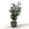 盆景-动植物-盆栽-VR/AR模型-3D城