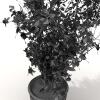盆景-动植物-盆栽-VR/AR模型-3D城