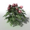 芍药-动植物-花草-VR/AR模型-3D城