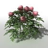芍药-动植物-花草-VR/AR模型-3D城