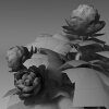 芍药-动植物-花草-VR/AR模型-3D城