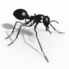 蚂蚁-动植物-昆虫-VR/AR模型-3D城
