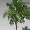 可可椰子-动植物-植物-VR/AR模型-3D城