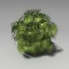 棕竹-动植物-植物-VR/AR模型-3D城