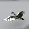 大鸟-动植物-鸟类-VR/AR模型-3D城