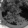 盆景-动植物-植物-VR/AR模型-3D城