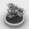 盆景-动植物-植物-VR/AR模型-3D城