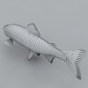 鱼-动植物-鱼类-VR/AR模型-3D城