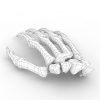 Handbone-角色人体-医学解剖-VR/AR模型-3D城