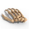 Handbone-角色人体-医学解剖-VR/AR模型-3D城