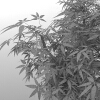 植物-动植物-盆栽-VR/AR模型-3D城