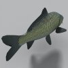 鱼-动植物-鱼类-VR/AR模型-3D城