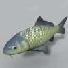 鱼-动植物-鱼类-VR/AR模型-3D城