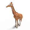 长颈鹿-动植物-哺乳动物-VR/AR模型-3D城