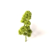 室外植物-动植物-植物-VR/AR模型-3D城