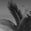 加拿利海枣-动植物-植物-VR/AR模型-3D城