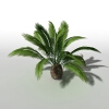 加拿利海枣-动植物-植物-VR/AR模型-3D城
