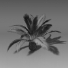 加拿利海枣-动植物-植物-VR/AR模型-3D城