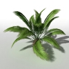 加拿利海枣-动植物-植物-VR/AR模型-3D城