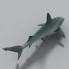 鲨鱼-动植物-鱼类-VR/AR模型-3D城