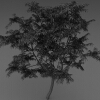 室外植物-动植物-植物-VR/AR模型-3D城
