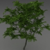 室外植物-动植物-植物-VR/AR模型-3D城