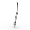 Armskeleton-角色人体-医学解剖-VR/AR模型-3D城