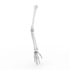 Armskeleton-角色人体-医学解剖-VR/AR模型-3D城