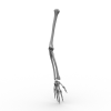 Armskeleton-角色人体-医学解剖-VR/AR模型-3D城