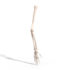 Armskeleton-角色人体-医学解剖-VR/AR模型-3D城