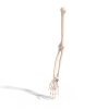 Armskeleton-角色人体-医学解剖-VR/AR模型-3D城