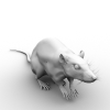 老鼠-动植物-哺乳动物-VR/AR模型-3D城