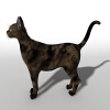 猫-动植物-哺乳动物-VR/AR模型-3D城