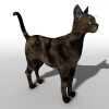 猫-动植物-哺乳动物-VR/AR模型-3D城