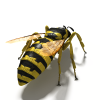 黄蜂-动植物-昆虫-VR/AR模型-3D城
